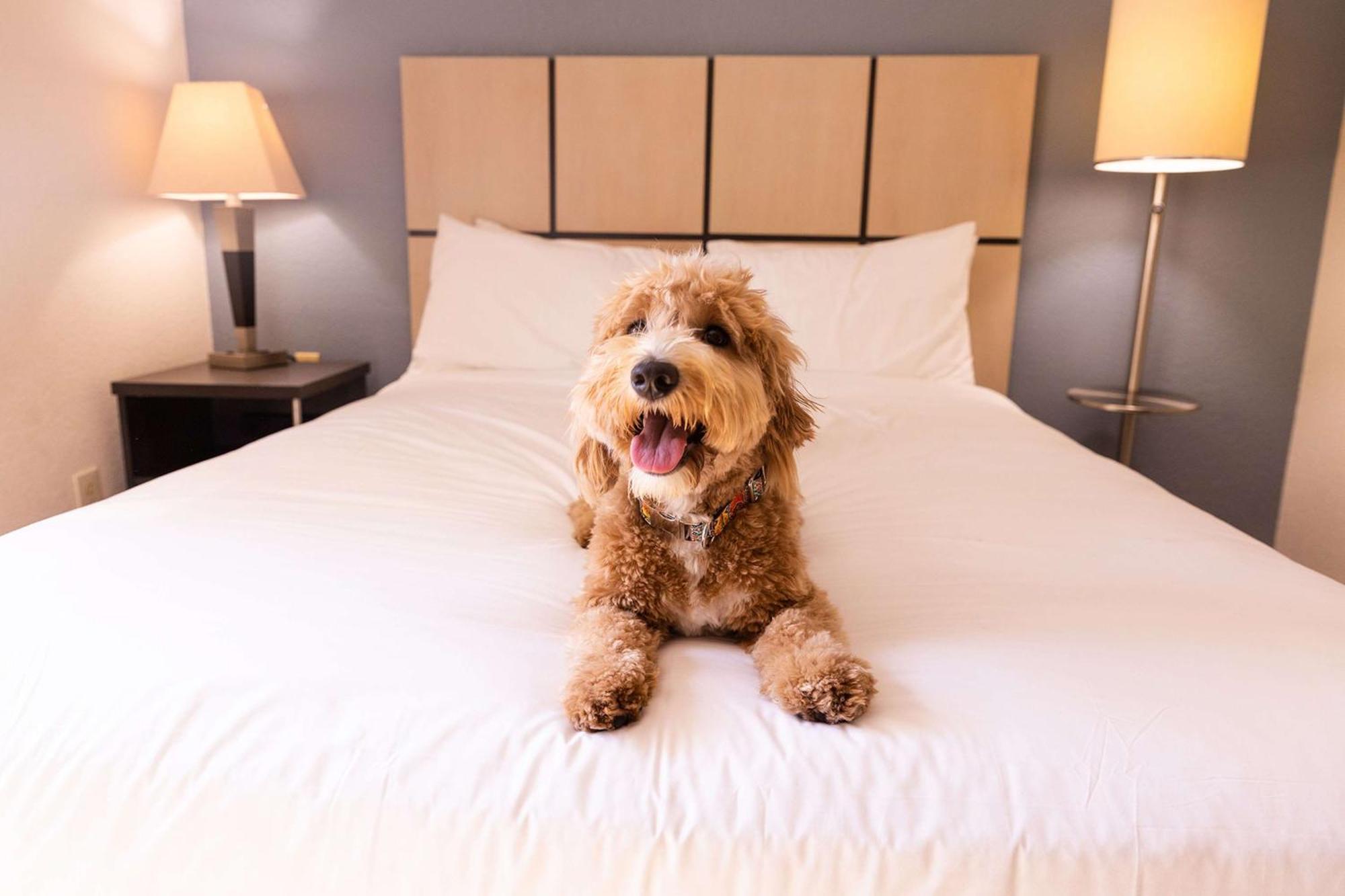 Sonesta Simply Suites Phoenix Glendale Ngoại thất bức ảnh